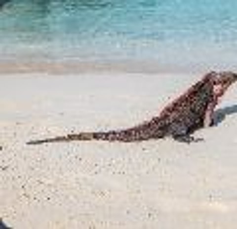 Highbourne Cay — Highbourne Cay → Nassau