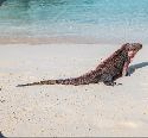 Highbourne Cay — Highbourne Cay → Norman's Cay